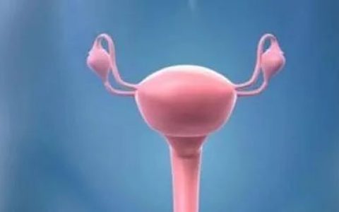 外泌体能够有效修复人子宫内膜损伤