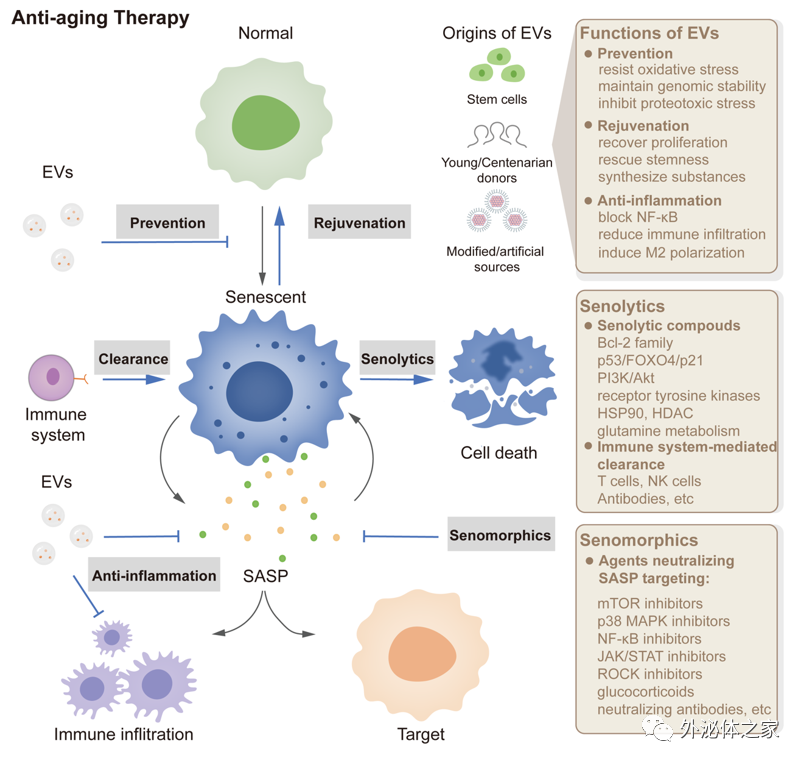 上海交通大学医学院附属新华医院：外泌体在衰老微环境和衰老相关疾病中的研究进展