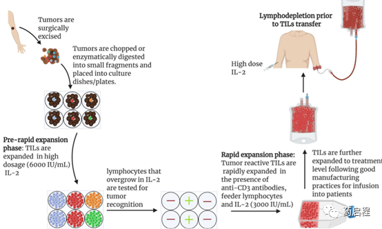 使用TIL进行细胞疗法：驯服T细胞以对抗癌症