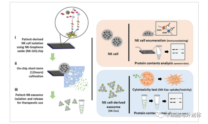 从NK细胞中收获能杀死癌症的外泌体研究取得重要进展