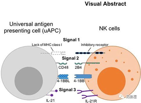 抗原呈递细胞能促进脐带血CAR-NK细胞的抗肿瘤活性