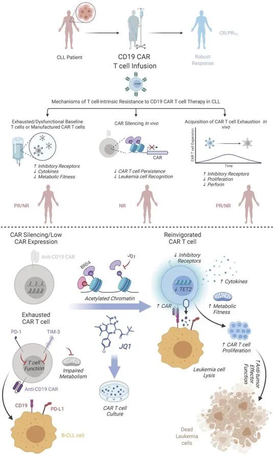 盘点：CAR-T细胞疗法最新研究进展