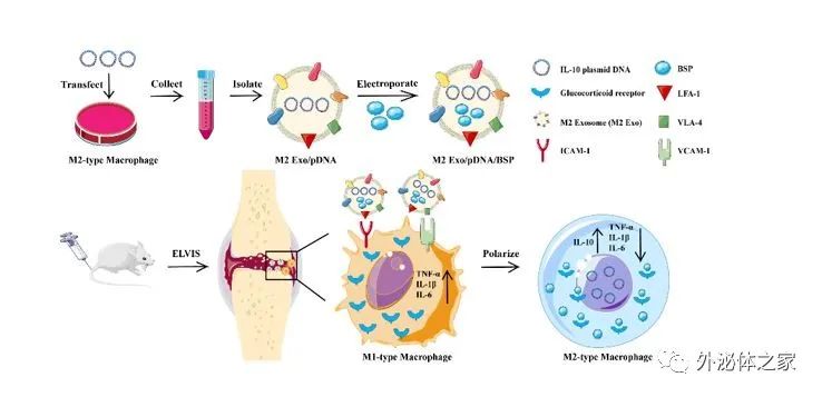 M2型巨噬细胞衍生的外泌体共递药纳米粒通过巨噬细胞极化靶向治疗类风湿性关节炎
