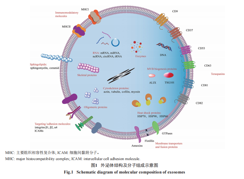 抗衰黑科技：外泌体