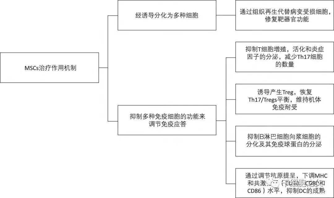 干细胞移植疗法：成为80多种自身免疫性疾病患者的新希望