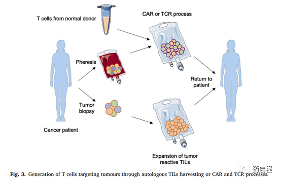 用于T淋巴细胞规模扩增的生物反应器系统