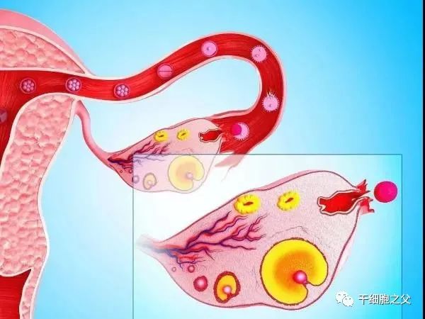 重视卵巢储备功能减退，干细胞疗法提高生育力