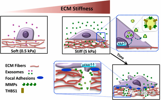 Biomaterials：外泌体在细胞外基质硬度的调节下驱动乳腺癌侵袭