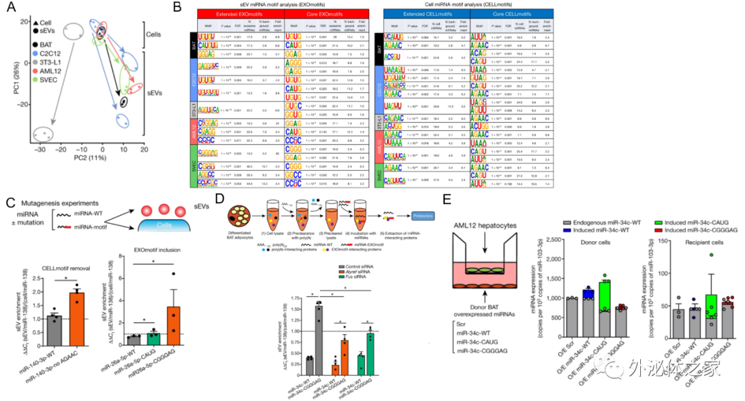 Nature：系统解析miRNA分选进入细胞外囊泡的机制，为细胞外囊泡装载核酸药物用于疾病治疗打开想象空间
