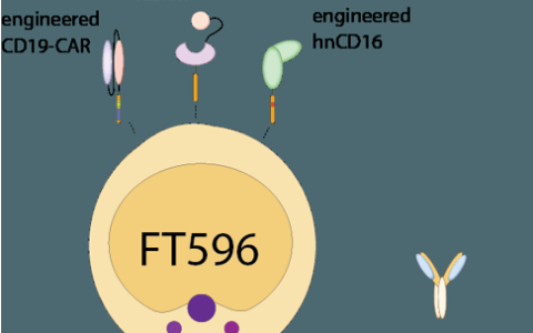 FT596：治疗B细胞恶性肿瘤的CAR-NK
