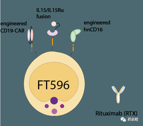 FT596：治疗B细胞恶性肿瘤的CAR-NK