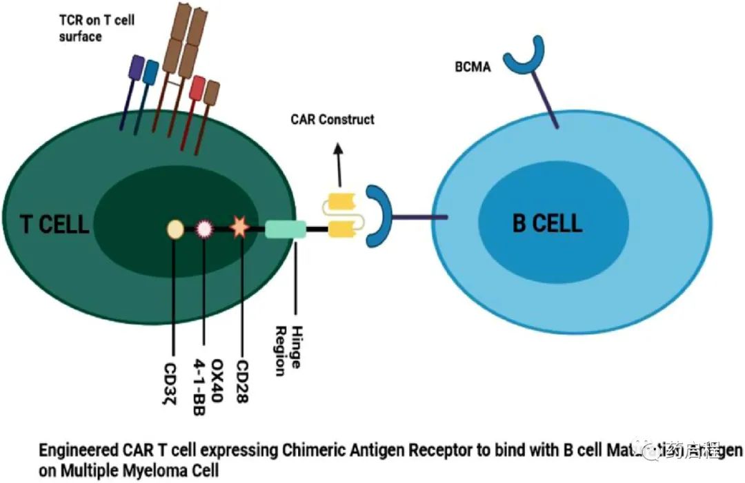 BCMA CAR T细胞疗法概述