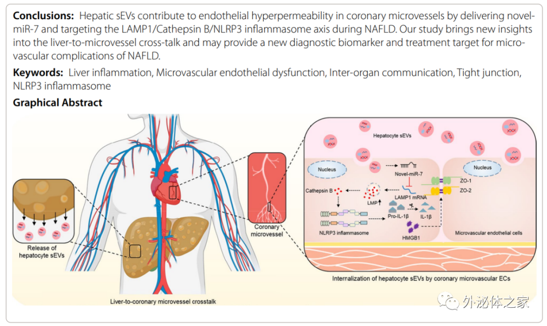 Journal of Nanobiotechnology: 脂肪肝源性外泌体内miR-7致微血管内皮损伤的作用机制