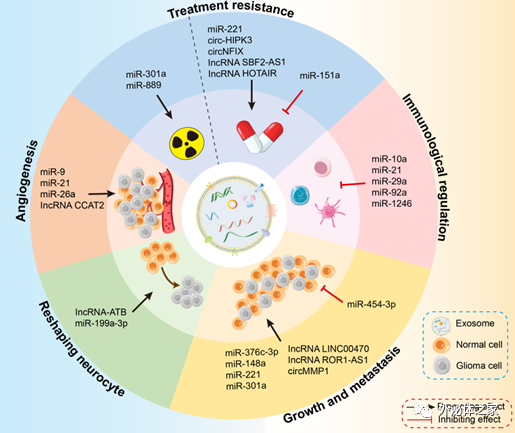 Cell Death Dis：肿瘤源性外泌体ncRNAs在胶质瘤的疾病进展、检测和耐药性中的研究现状