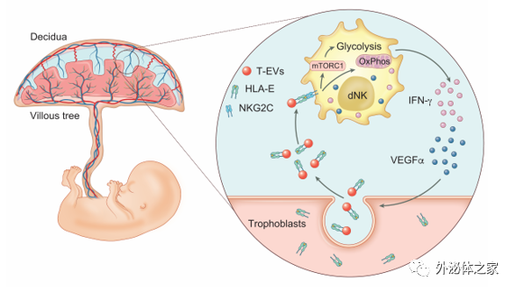 International Journal of Biological Sciences:胞外囊泡介导的母-胎对话