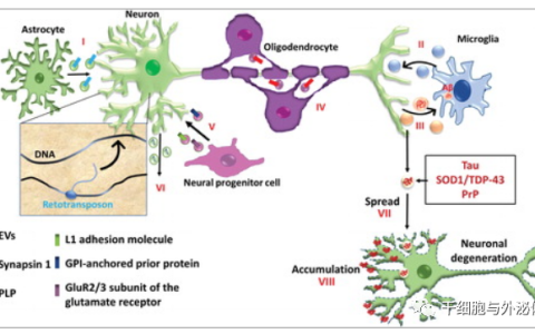人类iPS细胞衍生外泌体对神经系统疾病的治疗效果