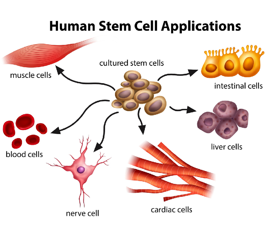 为什么人体内有这么多干细胞，还需要补充干细胞呢？