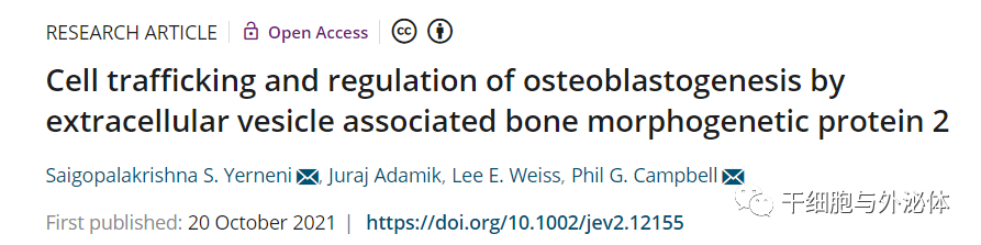 外泌体提供骨形态发生蛋白 (BMP) 等生长因子用于骨愈合