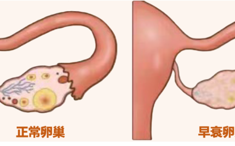 最新干细胞项目已启动！招募患者免费接受脐带间充质干细胞治疗！《脐带间充质干细胞卵巢原位注射治疗早发性卵巢功能不全》