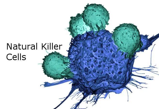 自然杀伤NK细胞丨人体免疫的广谱杀手，防癌、抵御病毒、抗衰老一肩挑