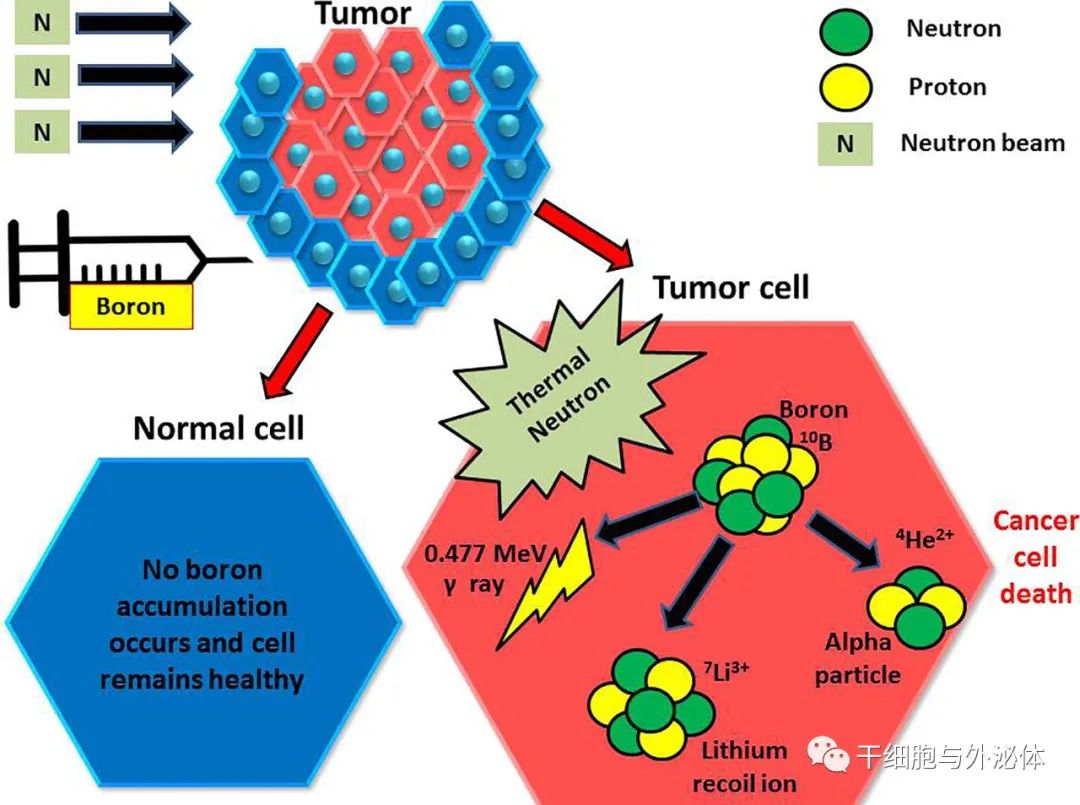 不再谈癌色变 | 抗癌硼药，花10万半小时清除癌细胞2023年上市