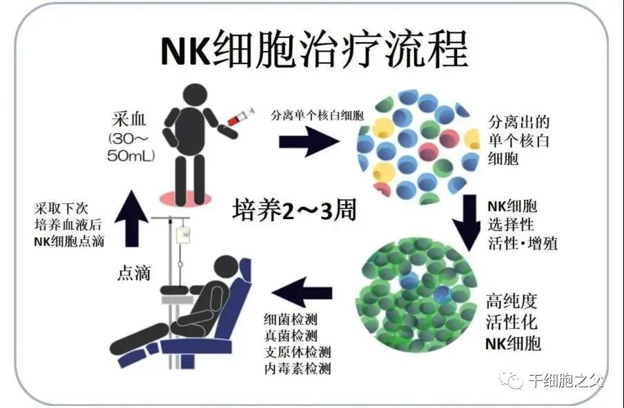NK细胞免疫疗法丨维持年轻和健康的密码