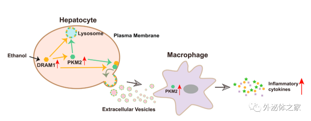 Mol Ther Nucleic Acids|青岛市市立医院辛永宁/庄立琨组: 揭示细胞外囊泡加剧酒精性肝病进程的新机制