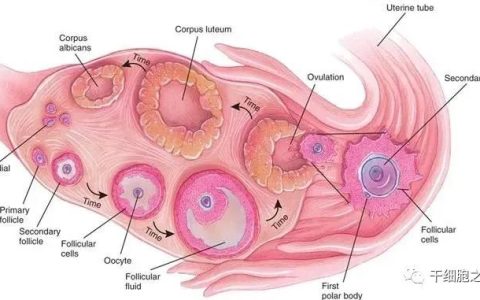 9例卵巢早衰患者通过干细胞干预，6例月经恢复，1例成功受孕