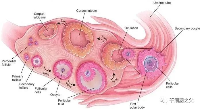 9例卵巢早衰患者通过干细胞干预，6例月经恢复，1例成功受孕