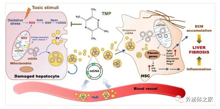 Acta Pharmacol Sin北京中医药李晓骄阳教授团队：细胞外囊泡运载的线粒体DNA 在肝纤维化及药物治疗中扮演重要角色