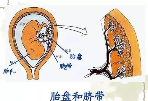 干细胞疗法几大经典案例