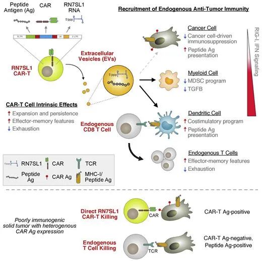 CAR-T免疫细胞治疗的最新研究进展汇总
