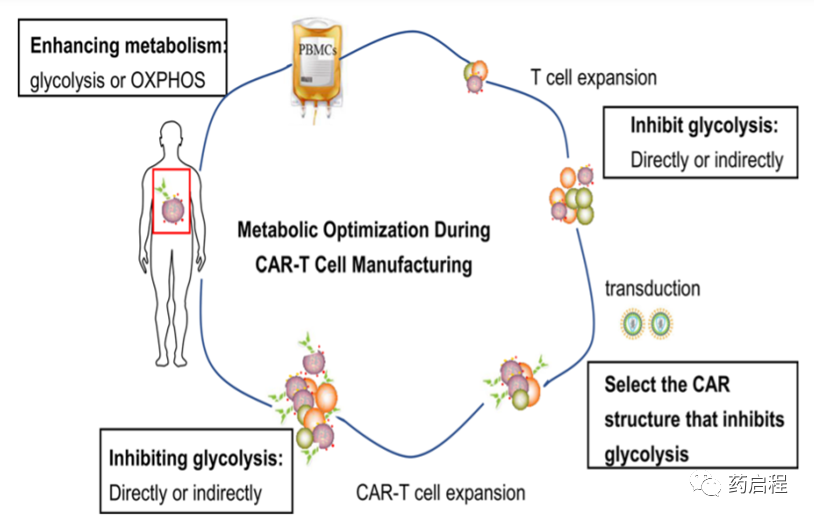 优化代谢以提高CAR-T细胞的功效