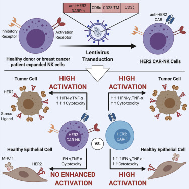 CAR-T免疫细胞治疗的最新研究进展汇总