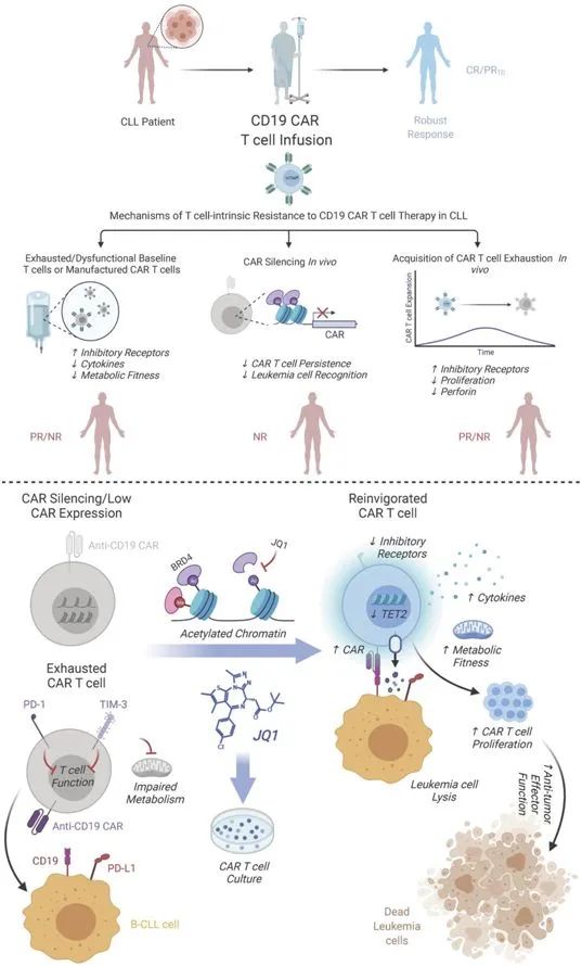 CAR-T免疫细胞治疗的最新研究进展汇总