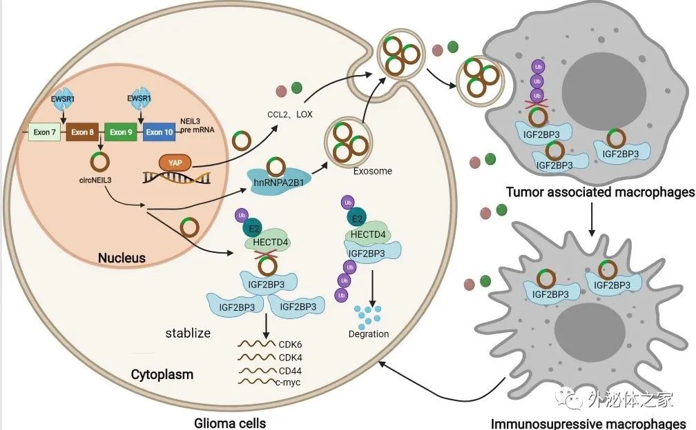 山东大学齐鲁医院 Molecular Cancer：揭示脑胶质瘤外泌体促进肿瘤免疫抑制微环境形成的新机制