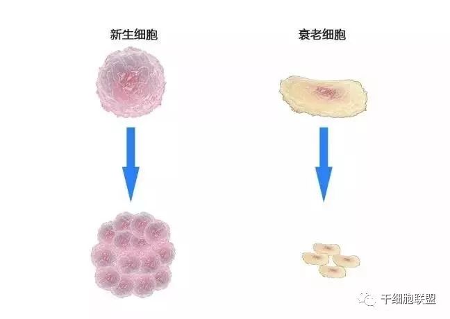 干细胞技术应用之美容抗衰