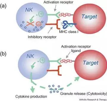 自然杀伤NK细胞丨人体免疫的广谱杀手，防癌、抵御病毒、抗衰老一肩挑