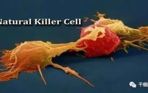 NK细胞免疫疗法丨维持年轻和健康的密码