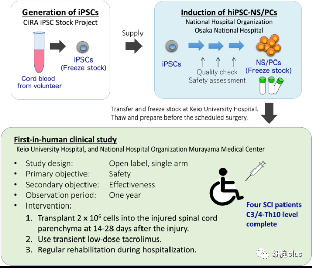 解析 | 首例IPS来源的神经细胞治疗脊髓损伤 三到五年才能见分晓