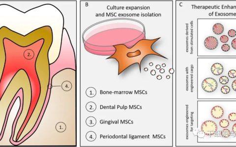 伊利诺伊大学 | 外泌体在颅面组织工程和再生中的作用