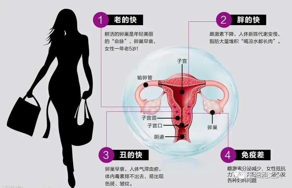 卵巢老1岁，女人老10岁，干细胞如何化解当下女性卵巢危机？