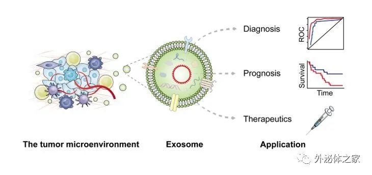 Theranostics:外泌体环状RNA在肿瘤微环境中的作用及对肿瘤诊断和治疗的新见解