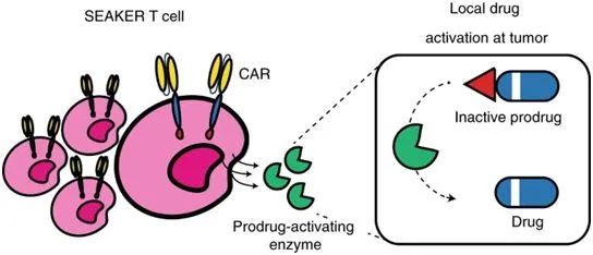 Nature子刊：开发出可作为微型制药厂的CAR-T细胞，不受T细胞衰竭的影响