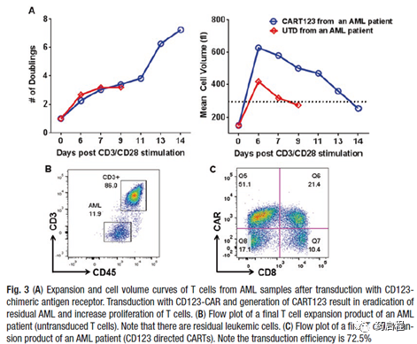 AML的CAR-T扩增方案