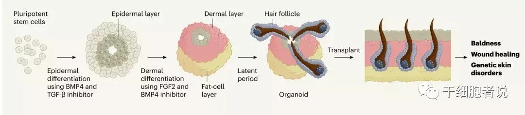 毛囊干细胞：我的茂密秀发全靠你了！