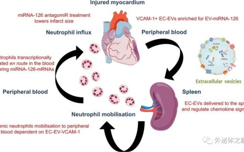 Cardiovasc Res丨内皮细胞通过细胞外囊泡快速动员中性粒细胞的新机制