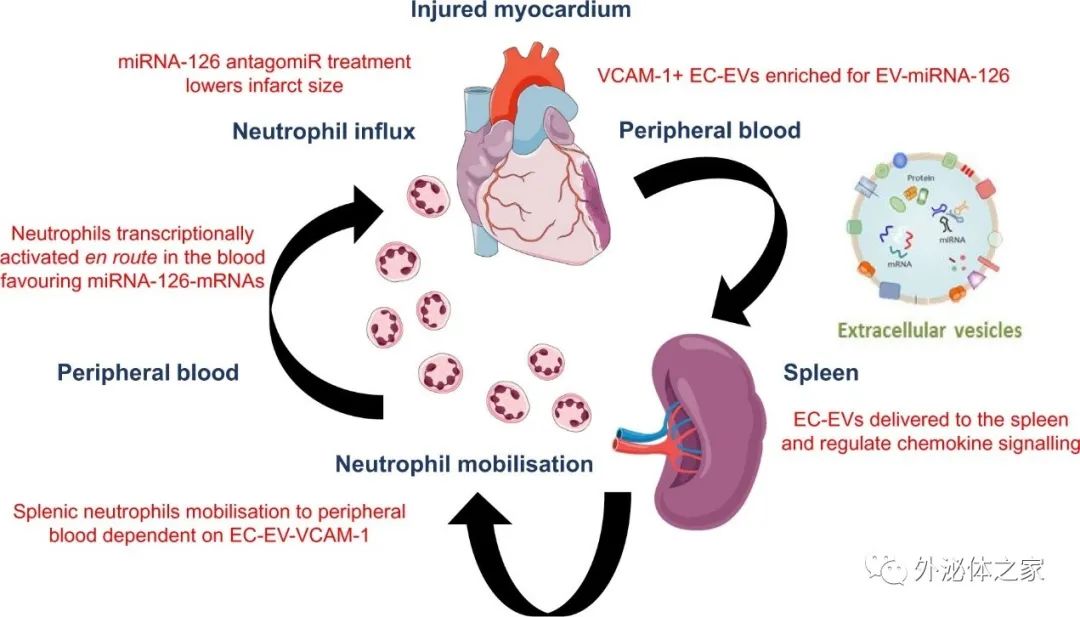 Cardiovasc Res丨内皮细胞通过细胞外囊泡快速动员中性粒细胞的新机制