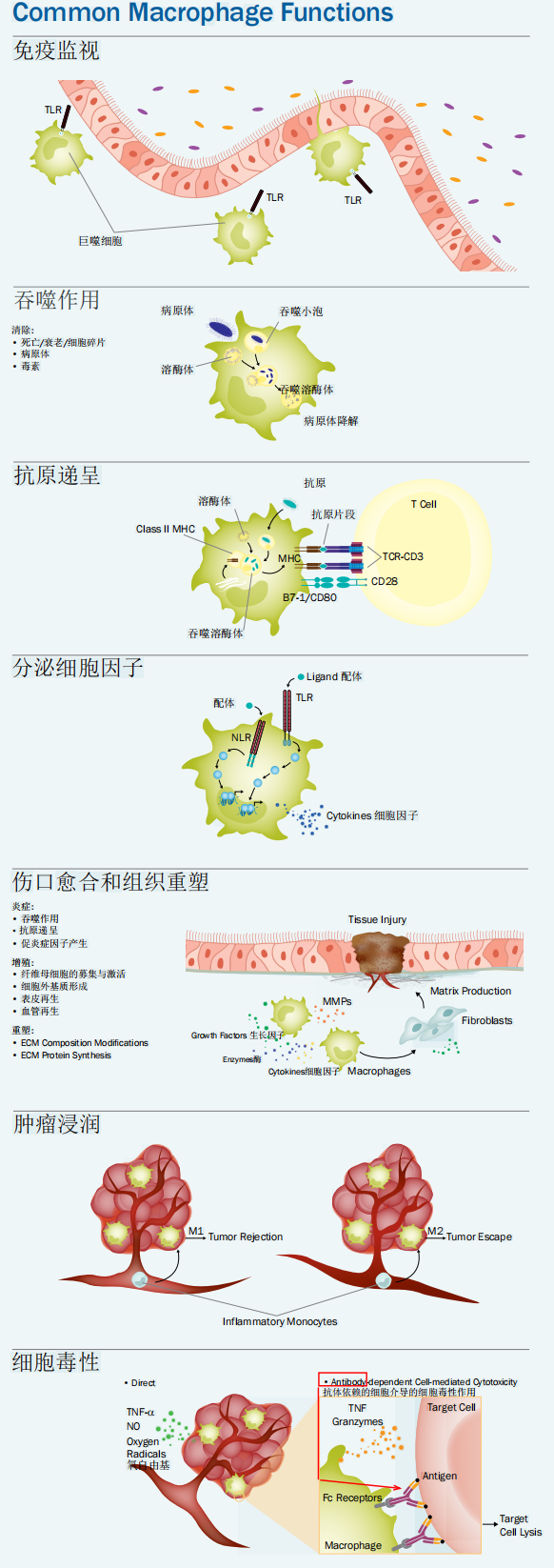 免疫细胞中的“清道夫”，巨噬细胞的专业并不简单
