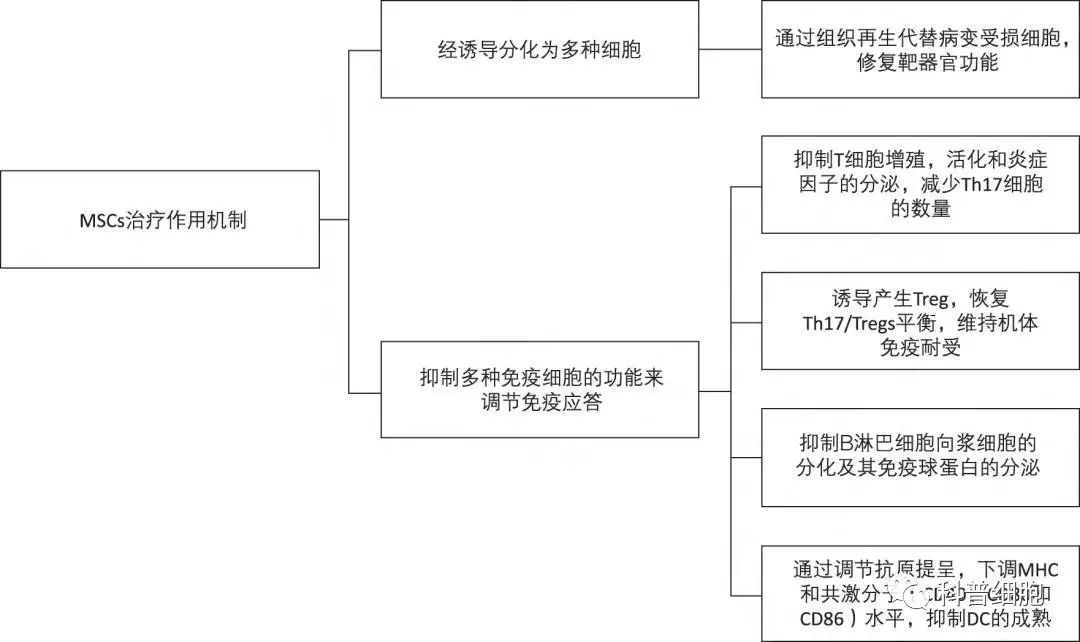 干细胞如何改善自身免疫性疾病